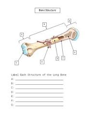 The outer part of a long bone is made of compact bone. Skeletal Labeling Packet By Anatoyou And Anatomy Tpt