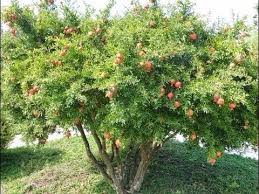 Le Grenadier Culture Plantation Taille Entretien Et Recolte Youtube