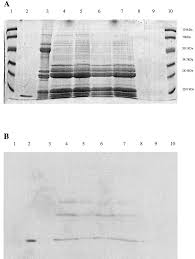 On the interaction of colicin E3 with the ribosome