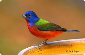 We did not find results for: Painted Bunting Gfbwt