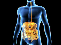 The human body is made up of several organ systems that work together as one unit. Study Guide And Quiz On Organ Systems