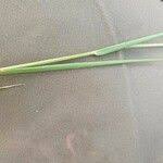 Image result for Urochloa leersioides