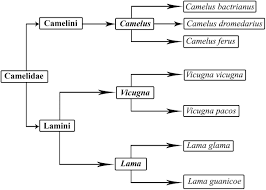 Frontiers From Desert To Medicine A Review Of Camel