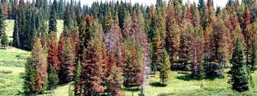 Eu exit and tree and forestry pests and diseases. Mountain Pine Beetle Colorado State Forest Service