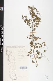 Image result for Phyllanthus nummulariifolius