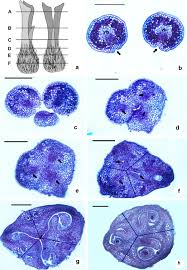 Image result for Flabellariopsis acuminata