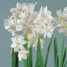 Ziva Paperwhite Narcissus Finegardening In 2020 Bulb Flowers Bonsai Flower Daffodil Bulbs