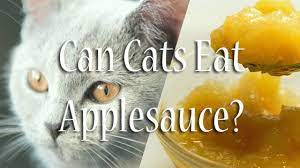 Can Cats Eat Applesauce Pet Consider