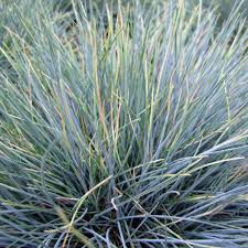 Image result for Festuca caprina