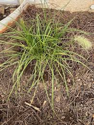 Image result for Cenchrus macrourus