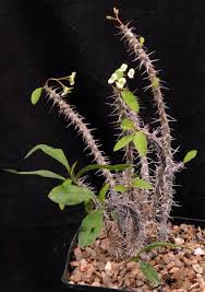 Image result for Euphorbia eylesii