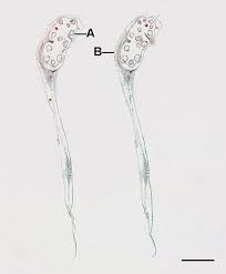 Image result for Isoetes alstonii