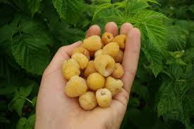 I like to use raspberry leaf for infusions as. How To Prevent Raspberries From Shriveling Before They Ve Matured Gardening Landscaping Stack Exchange