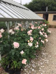 Check spelling or type a new query. Country Garden Roses On Twitter Such A Pretty Pink