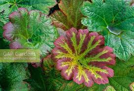 This is a superior form with darker flowers and somewhat more textured foliage. Darmera Peltata Nan Stock Photo By S O Image 0029069