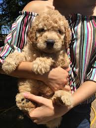 Standard ➕ mini goldendoodles 🏷 👉🏻 interested in a pup? Golden Doodle Puppies For Sale Merced Ca 302335