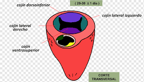 We did not find results for: Heart Development Atrioventricular Canal Organ Embryology Heart Text Heart Area Png Pngwing