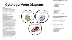 Maybe you would like to learn more about one of these? Cytology Venn Diagram By Meg