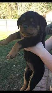 Ukc registration, same day delivery and solid refunds welcome to the home of german rottweilers. Litter Of 9 Rottweiler Puppies For Sale In Gainesville Fl Adn 23496 On Puppyfinder Com Gender Male Rottweiler Puppies For Sale Rottweiler Puppies Rottweiler