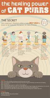 The Healing Power Of Cat Purrrrs Http Www Refugechatsverdun Com Cat Purr Crazy Cats Cat Care