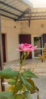 ورد أصفر طبيعة شجر اصفر غزة طبيعة جميل فلسطين القدس كلام تصوير صور ابيض صباح خير صل Plants Flowers