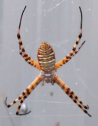 Black and yellow garden spider, golden garden spider, mckinley spider, zigzag spider, corn spider, writing spider,and yellow. Argiope Trifasciata Banded Garden Spider Texas Spider Picture 9 Spider Spider Pictures Garden Spider