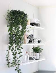 10 motivos para voce ter mais plantas em casa easy indoor plants indoor vines growing plants indoors