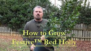The browned leaves and dead branches are the result of winter injury, likely sustained during the very cold temperatures we had back in january. How To Grow Festive Red Holly With A Detailed Description Youtube
