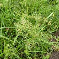 Image result for Cyperus sphacelatus