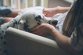 Breathlessly ever after, book 1. Woman Stroking Her Dog By Simone Wave Lifestyle Dog Stocksy United