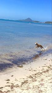 Black And Tan Green Bay Closing Ocean Run Greyhound Puppy Greyhound Greyhound Adoption