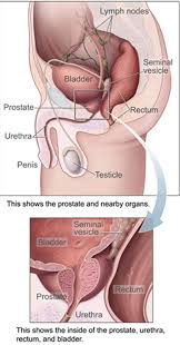 In general, however, many plans include: Xtandi Enzalutamide For Treatment Of Metastatic Castration Resistant Prostate Cancer Clinical Trials Arena