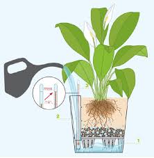 ري النباتات أثناء السفر نباتاتي