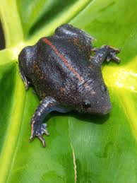 Image result for Dolichos brevidentatus