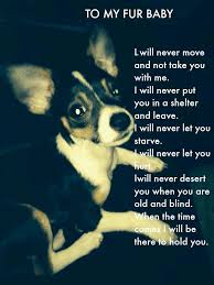 To My Little Man Stocks You Came Into My Life For Almost Six Years And Brought Me So Much Happiness I Miss Animal Lover Quotes Animal Love Quotes Fur Babies