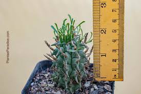 Image result for Euphorbia dolichoceras