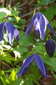 Check spelling or type a new query. The 27 Best Cold Hardy Clematis Varieties Gardener S Path