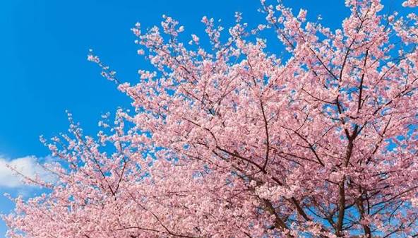 Sakura - where, when, and how to enjoy Japanese cherry blossoms | The Official Tokyo Travel Guide, GO TOKYO