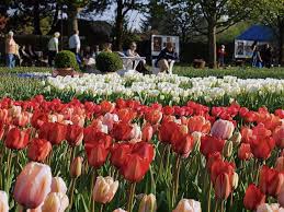 Im britzer garten , eins als bundesgartenschau berlin 1985 angelegter park, ist nicht nur der frühling eingezogen, sondern auch ein einmaliges farbenspiel. Grosse Sonderschau Tulipan Im Britzer Garten Ist Angelaufen Britz