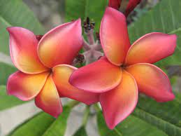 The Plumeria Waimea Plumeria Flowers Flower Garden Plants Beautiful Flowers