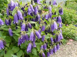 Campanula Purple Sensation Campanula Plants Plant Nursery