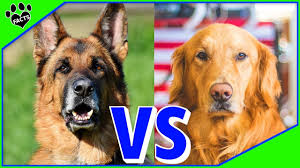 We did not find results for: German Shepherd Vs Golden Retriever Which Is Better Dog Vs Dog Youtube