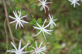 Image result for Jasminum