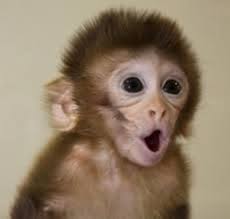 We did not find results for: Animals With The Cutest Babies Capuchin Monkey Pet Monkey Monkeys Funny