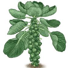 When to plant brussels sprouts. All About Growing Brussels Sprouts Mother Earth News