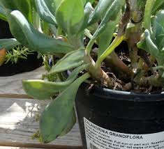 Summer fresh superm springfield mo. Cistanthe Grandiflora Introduced Usa Eflora Of India
