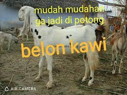 Kumpulan gambar lucu terbaru dan gokil sajian channel katro ndeso ini adalah kumpulan dari berbagai gambar lucu, gambar humor, foto gokil, foto editan lucu. Belon Kawin