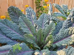 This will help soften any dirt stuck onto the kale in the crevices of the leaves. How To Grow Kale Guide To Plant Harvest Use Kale Homestead And Chill
