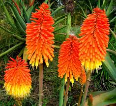 Image result for Melinis ambigua