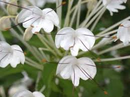 Image result for Clerodendrum incisum